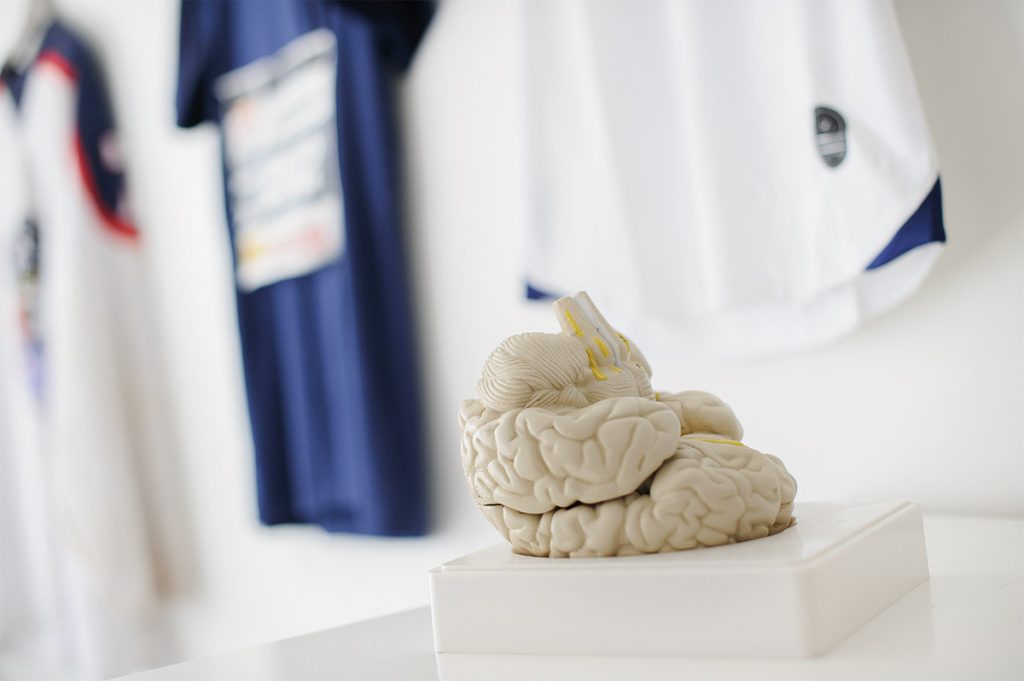 Bild på en modell över hjärna i plast.