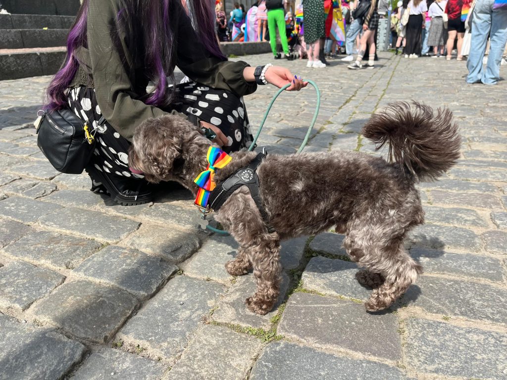 En hund med pride-halsband deltog i paraden.