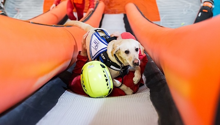 Ledarhund i samband med räddningsövning.